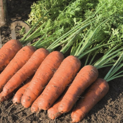 Marchew Bastia  F1 100 tyś. nasion precyzja  st